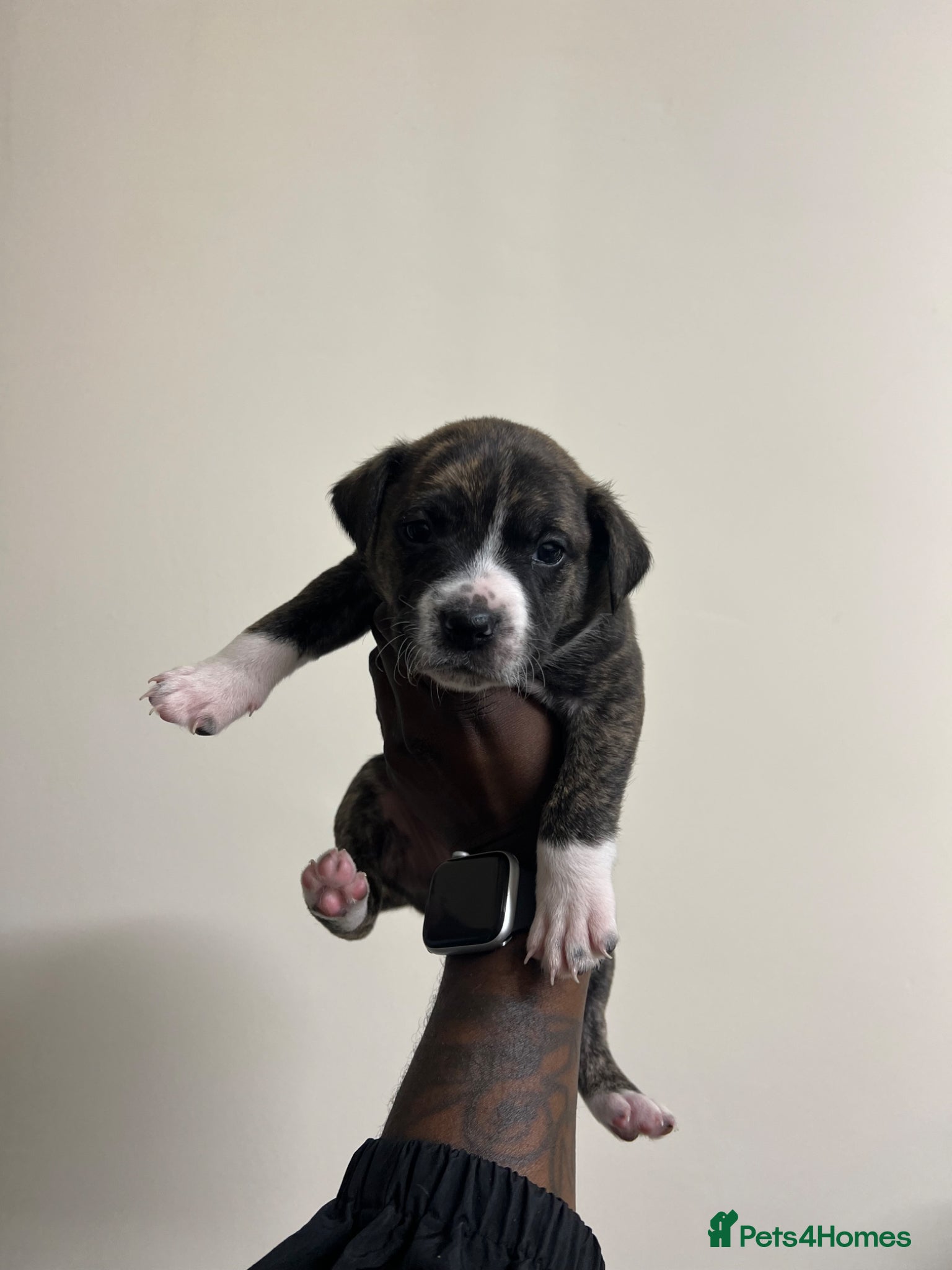 Staffordshire Bull Terrier dogs for sale: Beautiful Staffordshire Bull Terrier Mix Puppies in Manchester - Advert 14