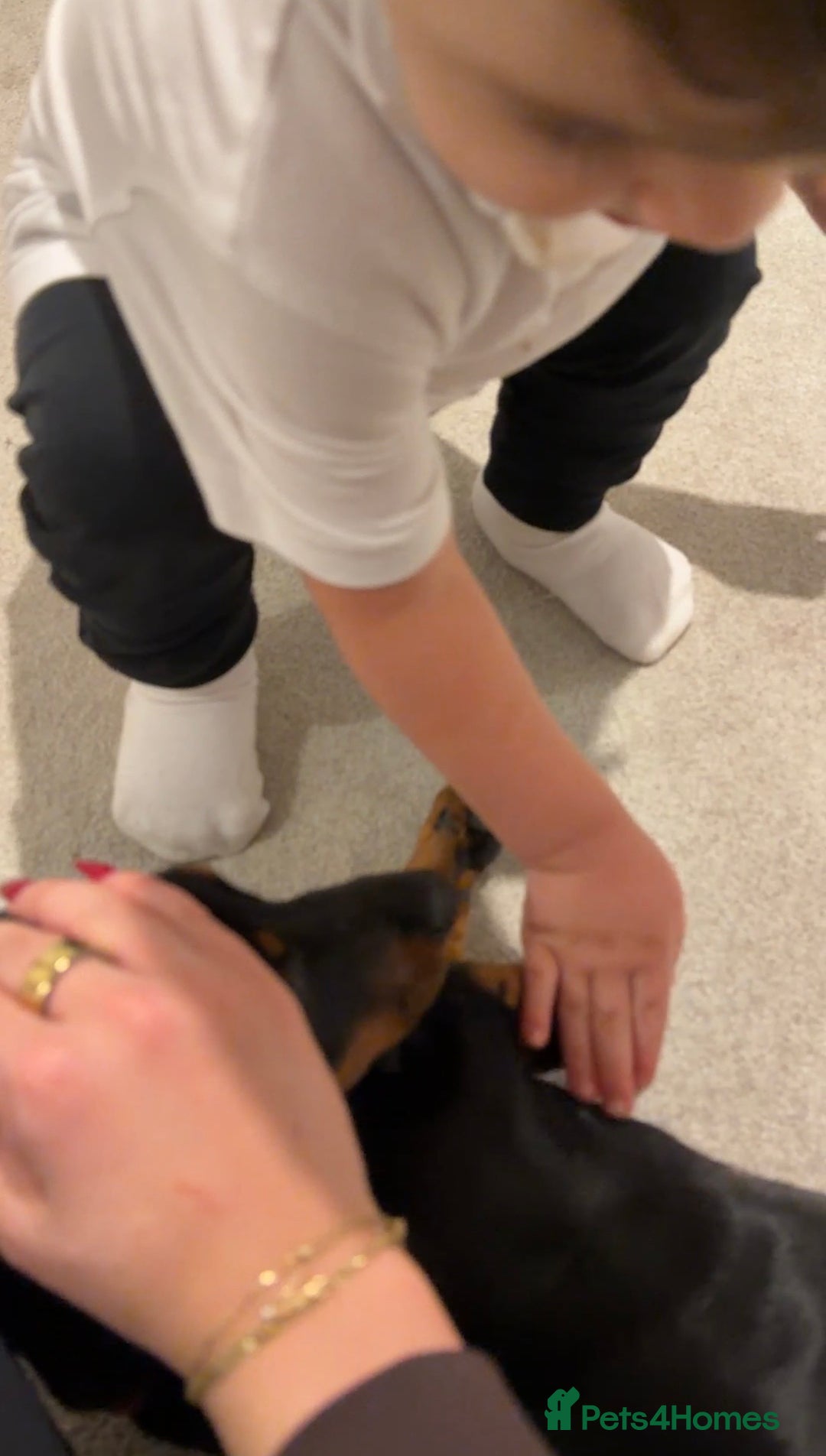 Dachshund dogs for sale: 14 Week old Dachshund Playful & Potty Trained - Image 4