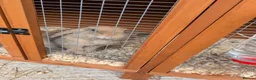 Mini Lop rabbits for sale: Mini lop caramel girl rabbit and hutch full set up in Farnborough - Advert 2