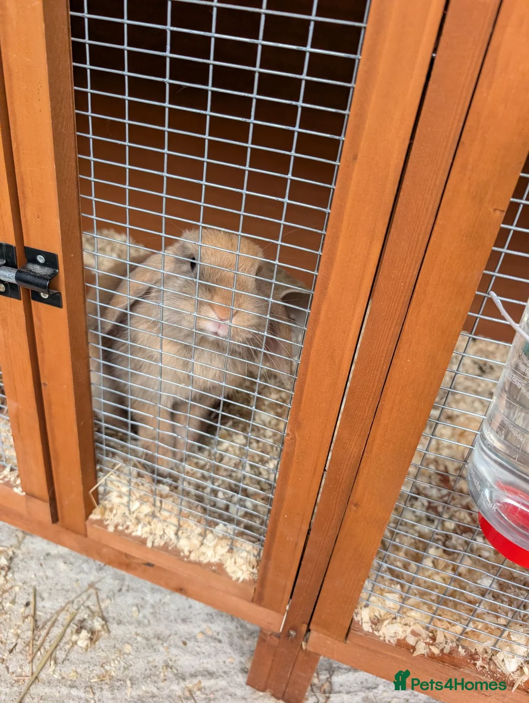 Mini Lop rabbits for sale: Mini lop caramel girl rabbit and hutch full set up in Farnborough - Advert 2