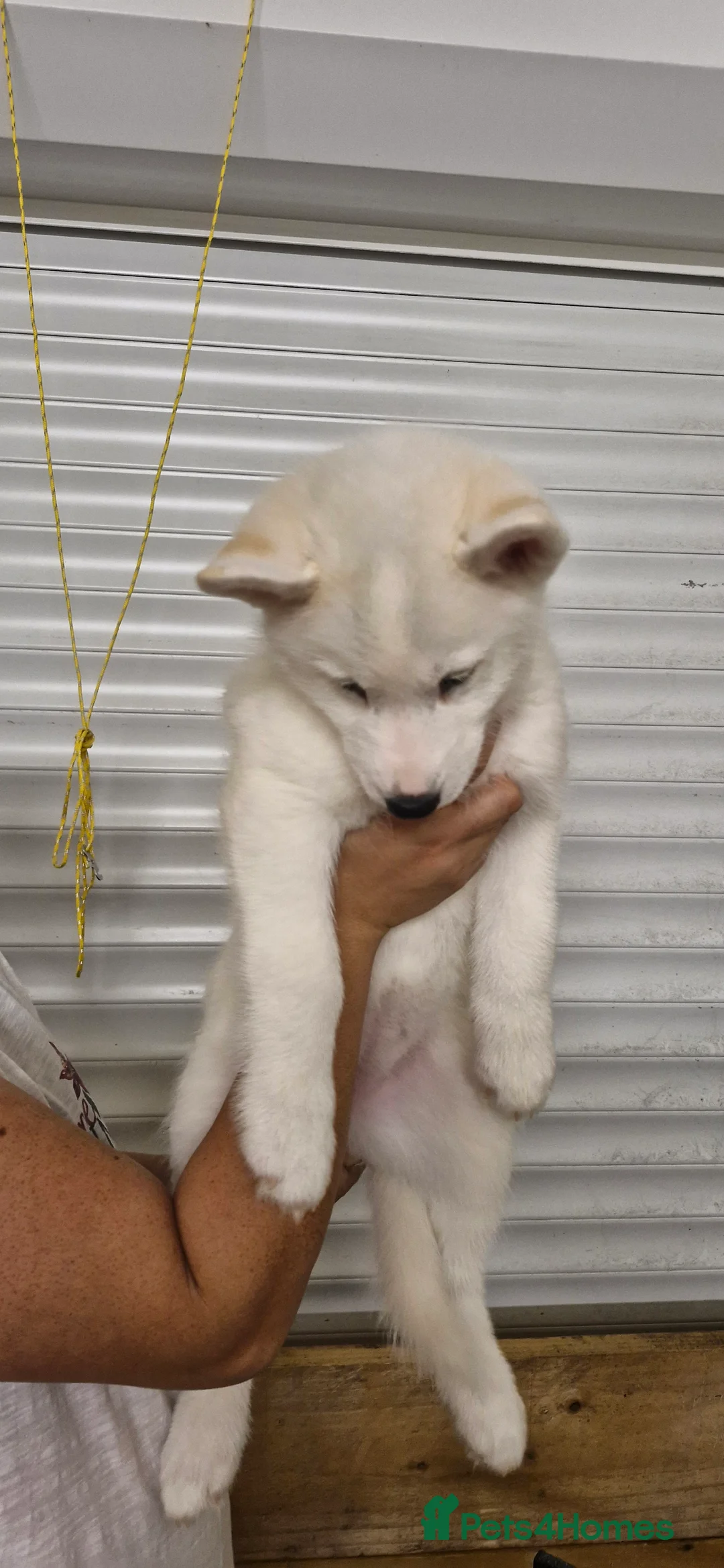Siberian Husky dogs for sale: 5 Boys & 2 Girls Siberian Huskies – b. 21/5/26 - Advert 2