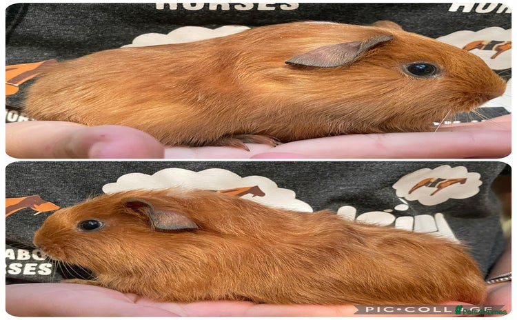 Guinea Pig rodents - Advert 11