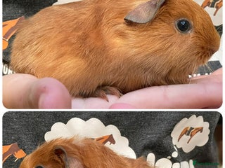 Guinea Pig rodents - Advert 24