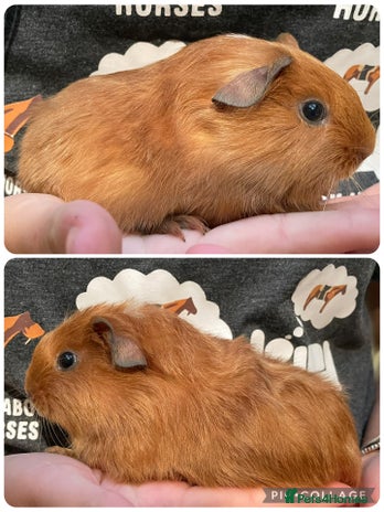 Guinea Pig rodents - Advert 10