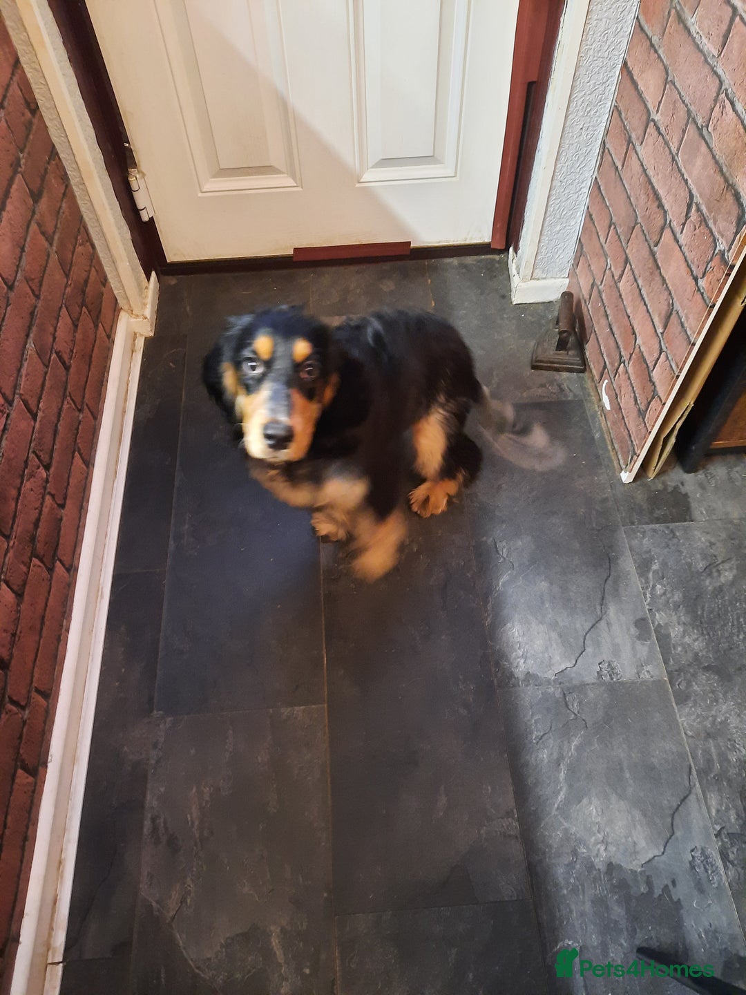 Cocker Spaniel dogs for sale: 6mnth Male Cocker Spaniel - Image 3