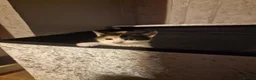 Mixed Breed cats for sale: 3 beautiful kittens for sale - Advert 8