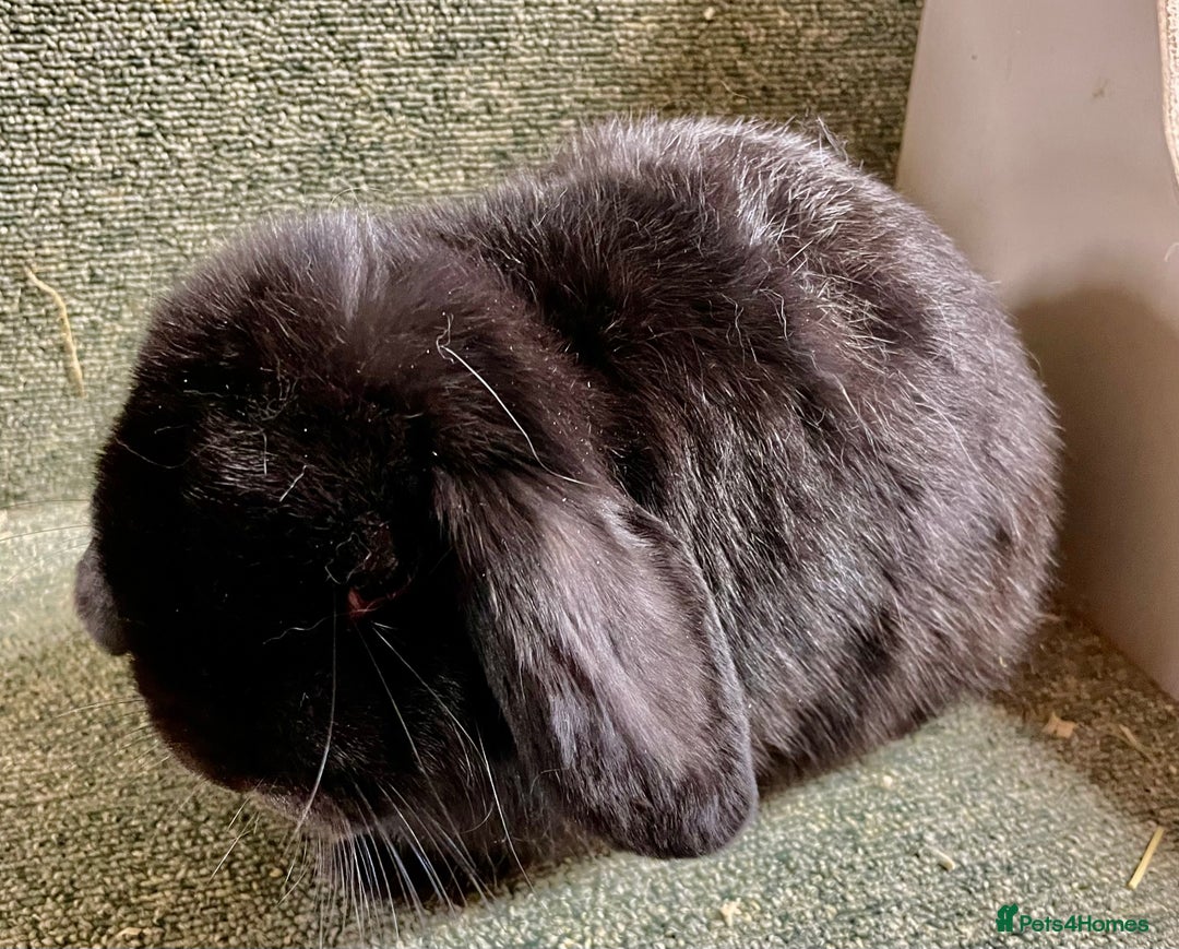 Mini Lop rabbits for sale: Mini lop black doe in Saint Neots - Image 1