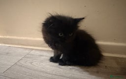 Bombay cats for sale: Adorable Kittens Looking for Their Forever Homes! - Advert 6