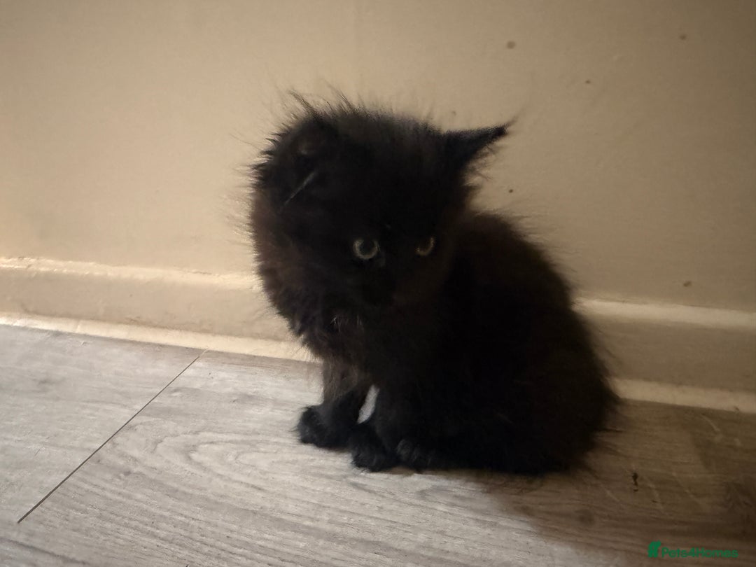 Bombay cats for sale: Adorable Kittens Looking for Their Forever Homes! - Advert 6