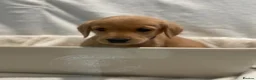 Goldador dogs for sale: Retriever Puppies for sale  - Advert 11