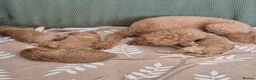 Miniature Poodle dogs for sale: Sweet Mini Poodles Ready for Homes 3 Male 1 Female in Stockport - Advert 4