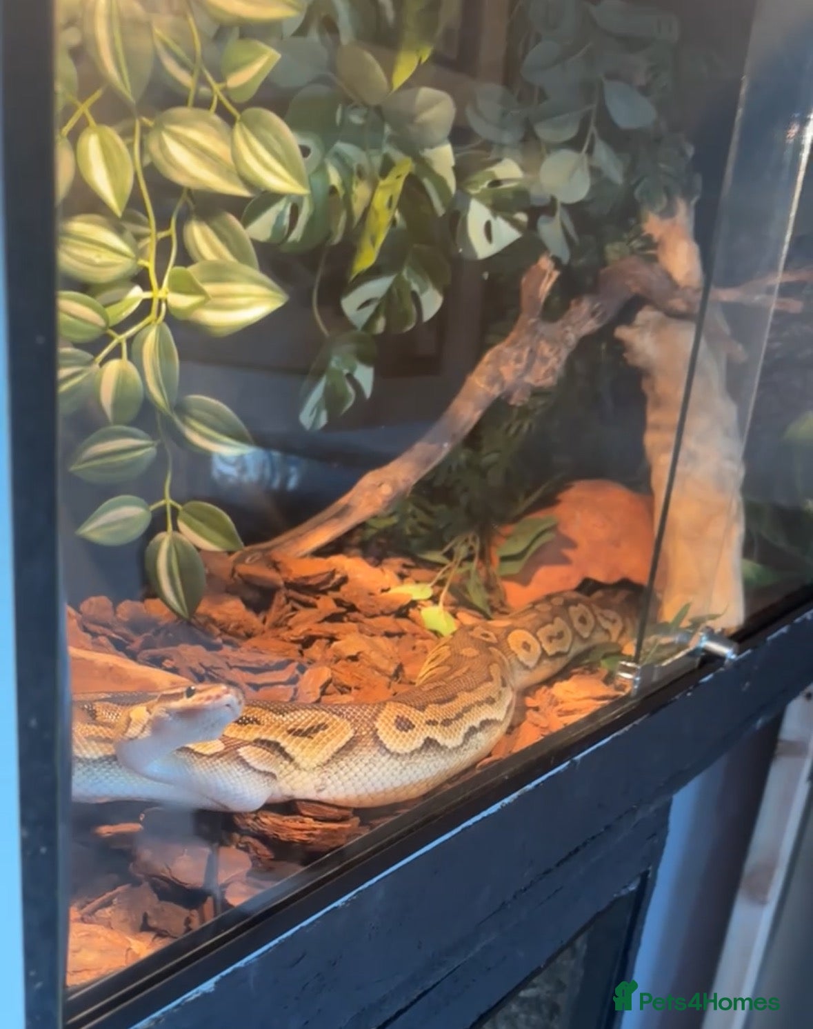 Python Snake reptiles Ball Python - Advert 2