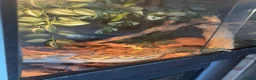 Python Snake reptiles for sale: Ball Python - Advert 1
