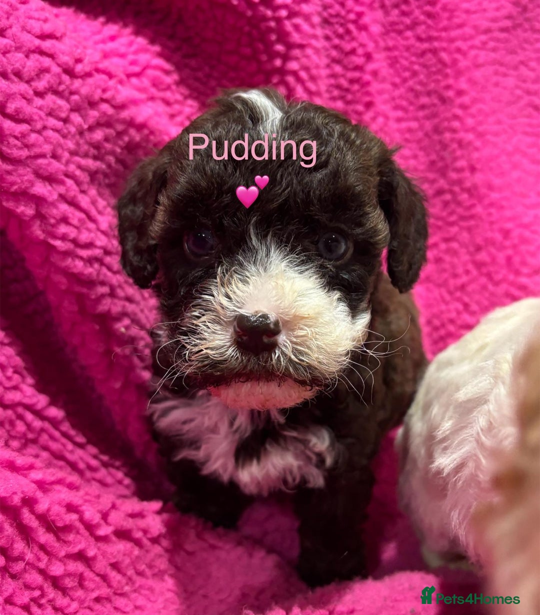 Cockapoo dogs for sale: 💛*COCKERPOO’S READY NOW in Cheshire*💛🏡 - Advert 34