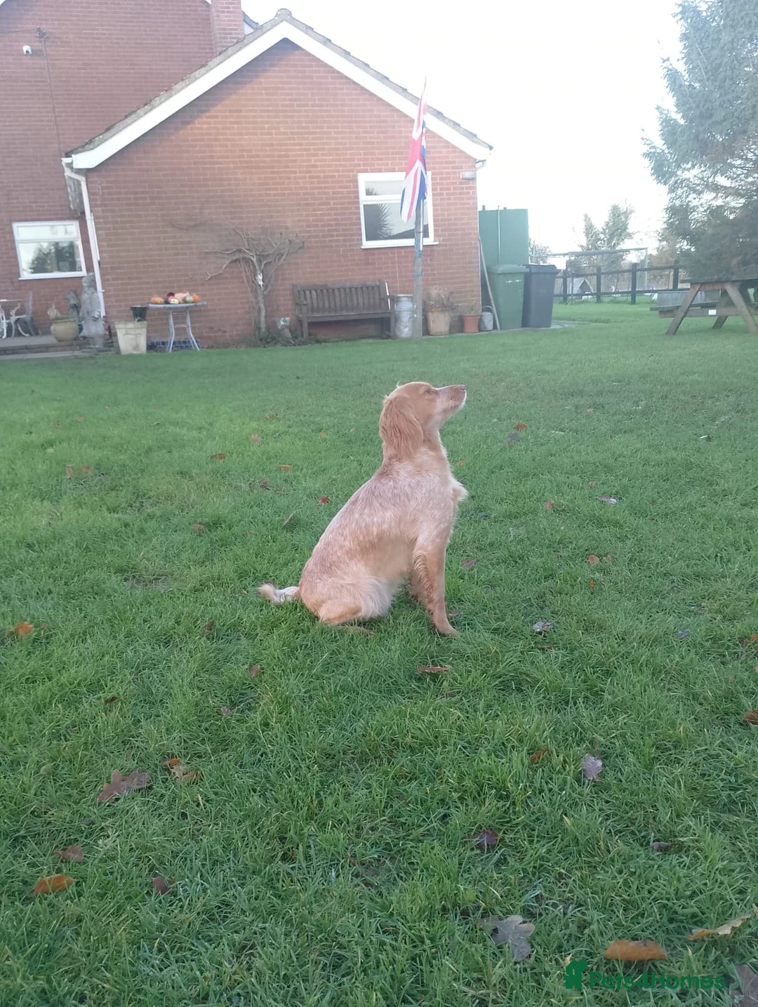 Cocker Spaniel dogs for sale: Working Cocker Spaniel - Advert 9