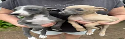 Whippet dogs for sale: Whippet puppies (2 girls remaining) - Advert 11