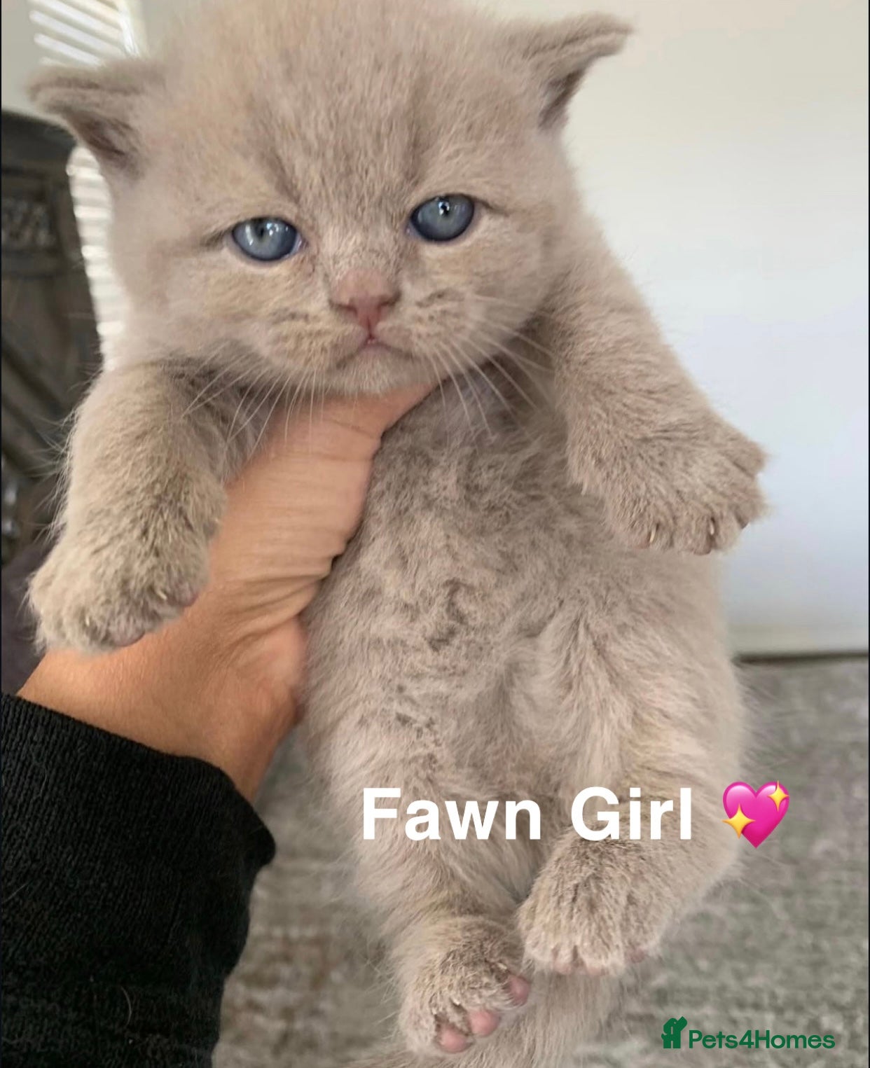 British Shorthair cats British shorthair kittens  - Advert 1