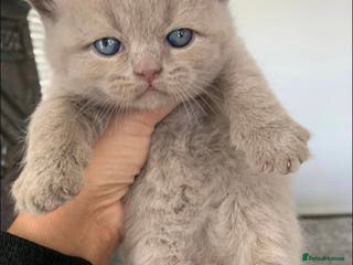 British Shorthair cats British shorthair kittens - Advert 1