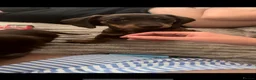 Dachshund dogs for sale: 2 Dachshund puppies left - Advert 1