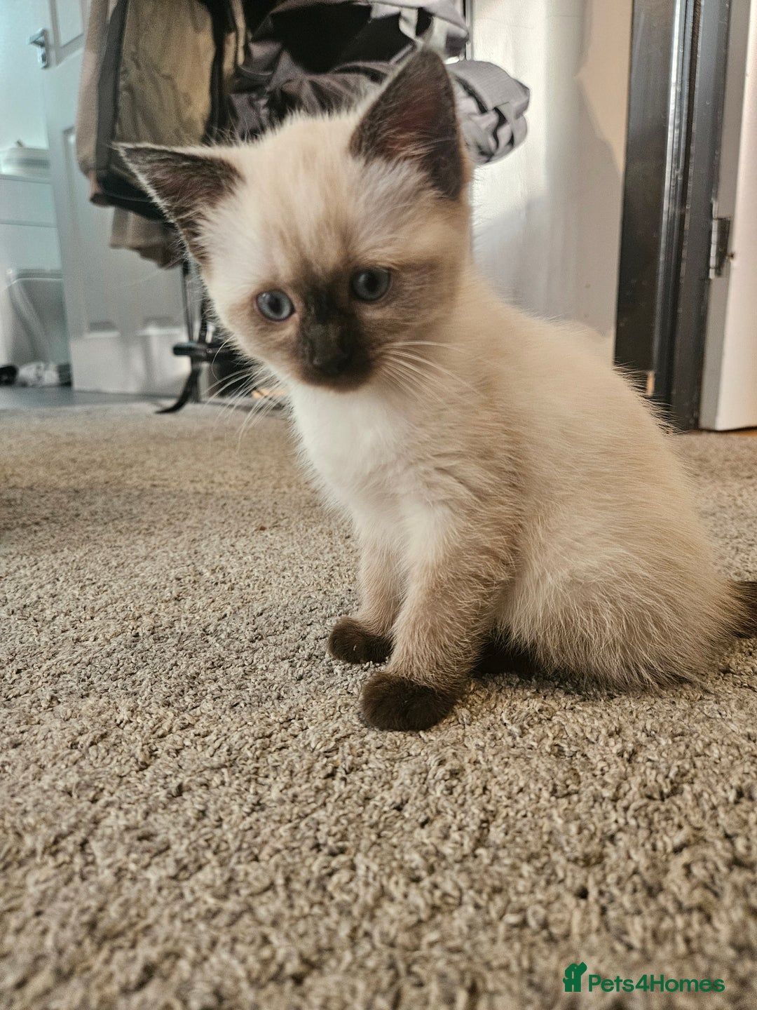 Ragdoll cats for sale: Beautiful Ragdoll X kitten ready next week - Advert 6