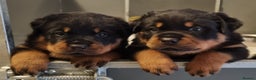 Rottweiler dogs for stud: Kc Registered, proven, health tested stud in Wisbech - Advert 8