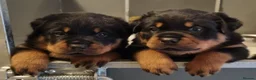 Rottweiler dogs for stud: Kc Registered, proven, health tested stud in Wisbech - Advert 8