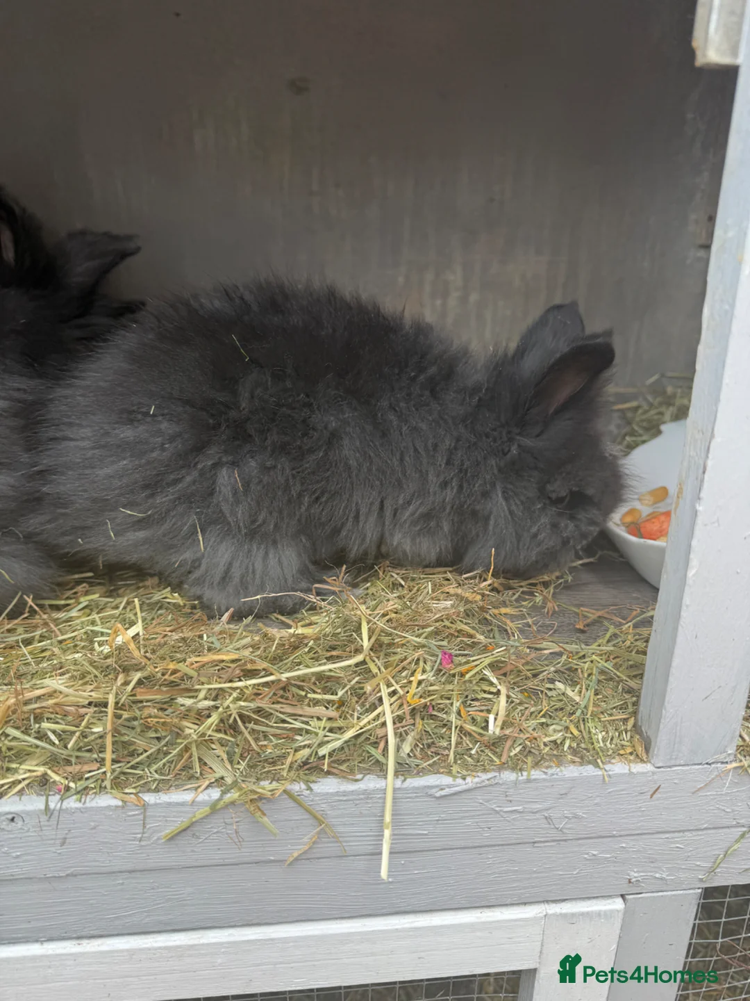 Angora rabbits for sale: Pair of angora crossed  - Advert 2