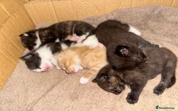 Mixed Breed cats for sale: Sweet kittens 😻 - Image 13