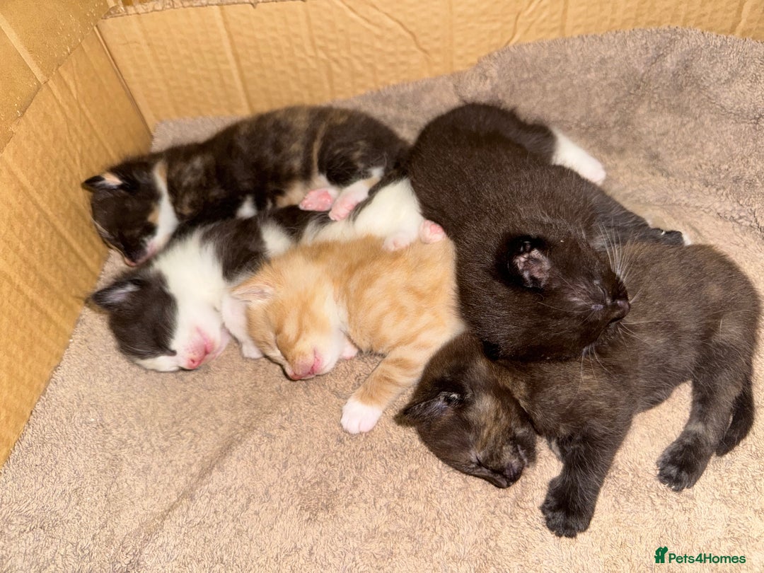 Mixed Breed cats for sale: Sweet kittens 😻 - Image 13