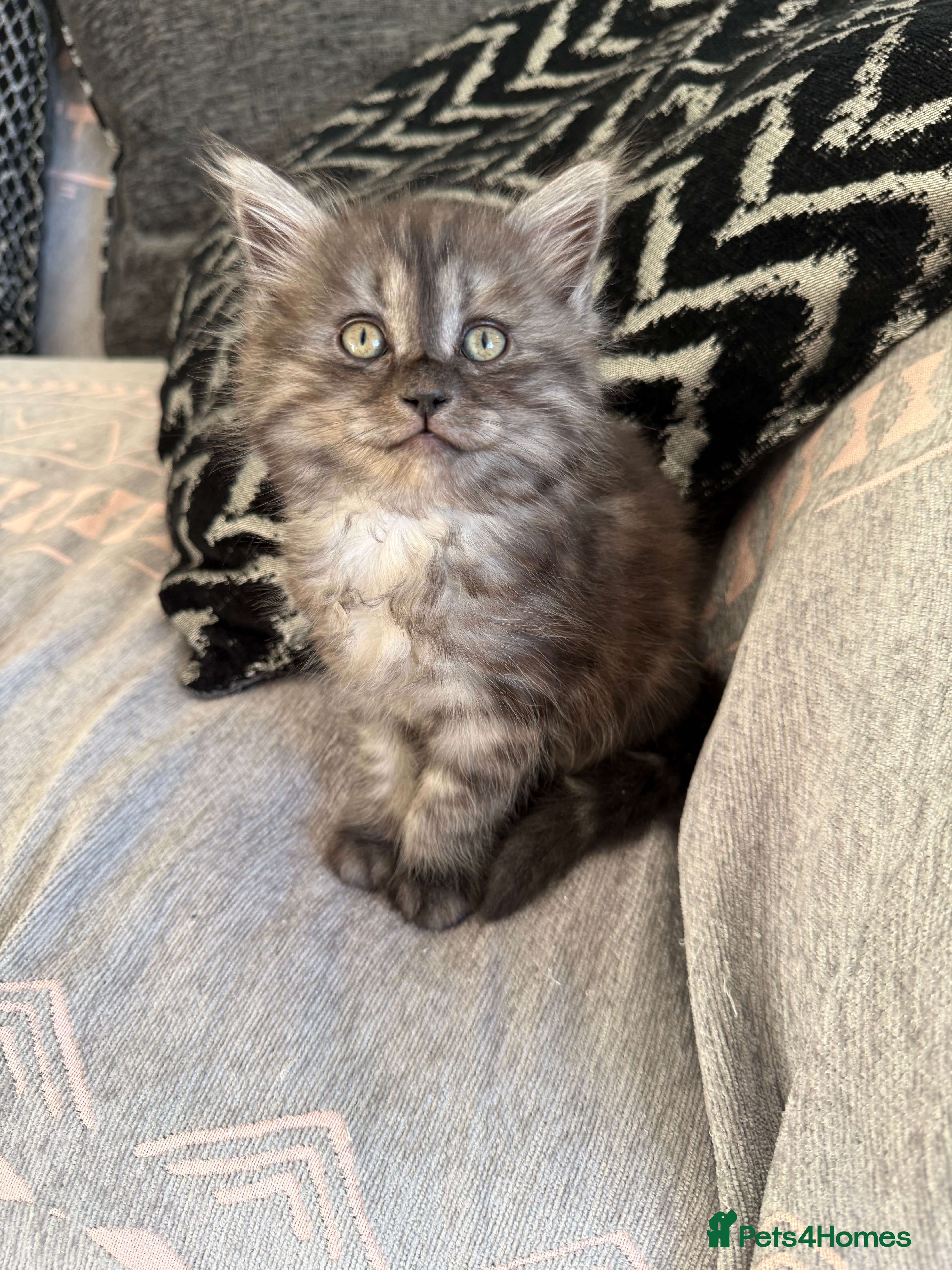 Persian cats PersianBSH silver, ginger & dark silver kittens 🩷 - Advert 4