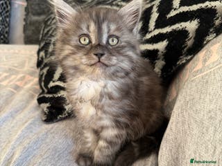 Persian cats PersianBSH dark silver girl - ready now 🩷 - Advert 5