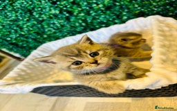 British Shorthair cats for sale: British shorthair kittens  - Image 17