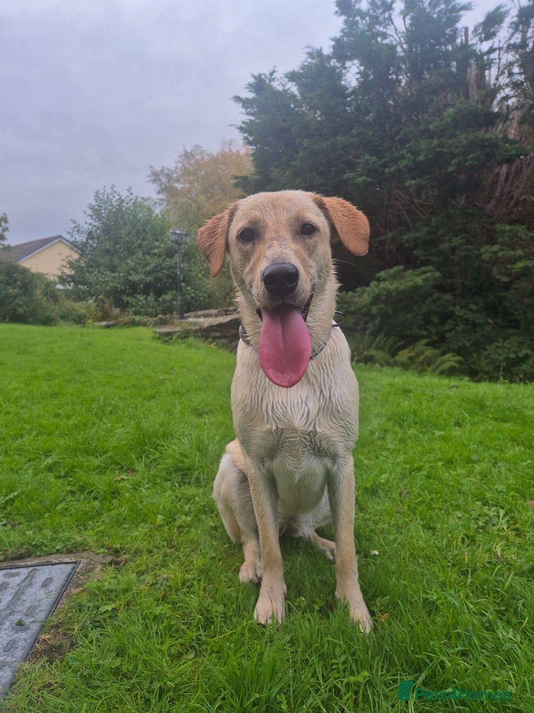 Labrador Retriever dogs for sale: 1 year old yellow labrador  - Advert 7