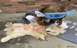 Chow Chow dogs for sale: Beautiful blue eyed cream chow gentle friendly  - Image 4