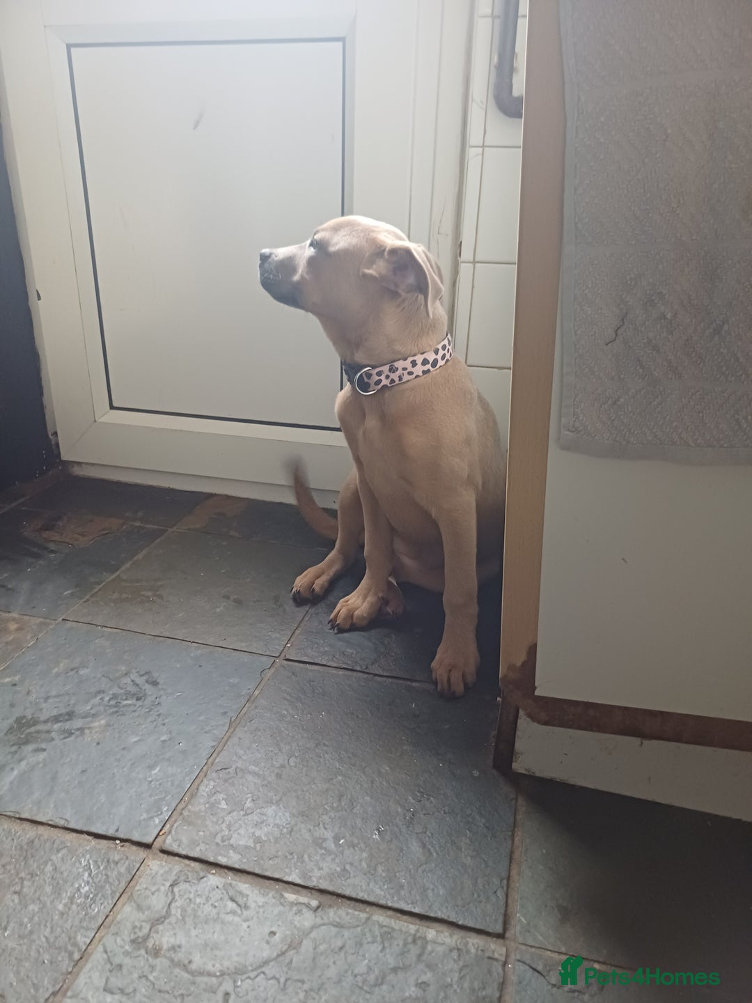 Mixed Breed dogs for sale: Karma - Advert 5