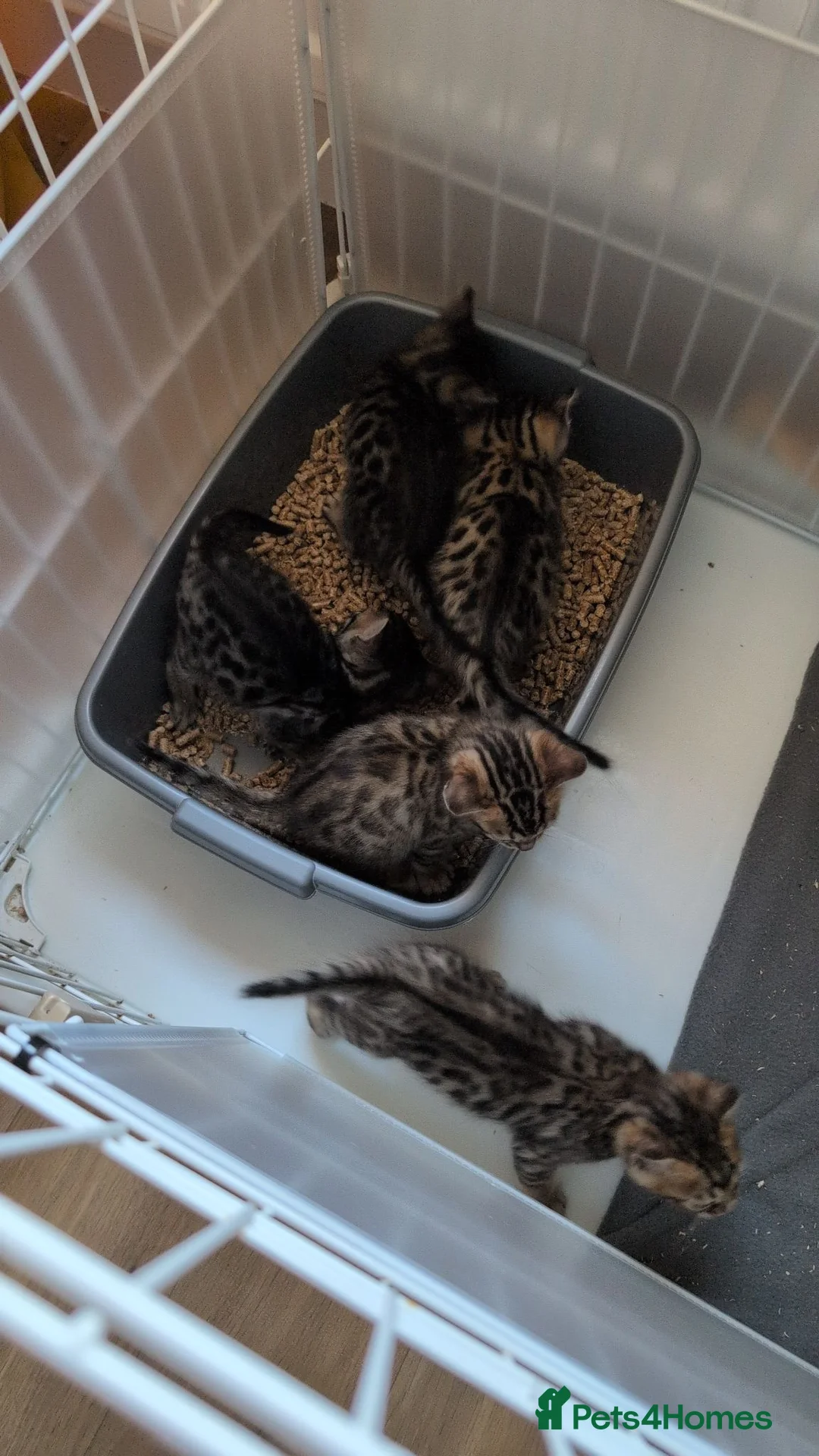 Bengal cats for sale: Pure Bengal boy kitten - Advert 1