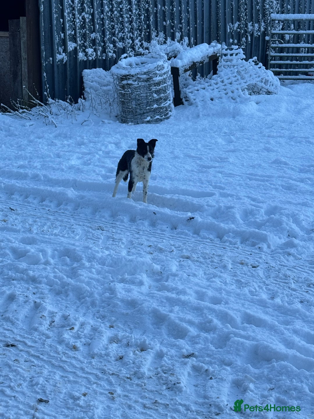 Border Collie dogs for sale: Gorgeous Sheep Dog Pups  - Advert 3
