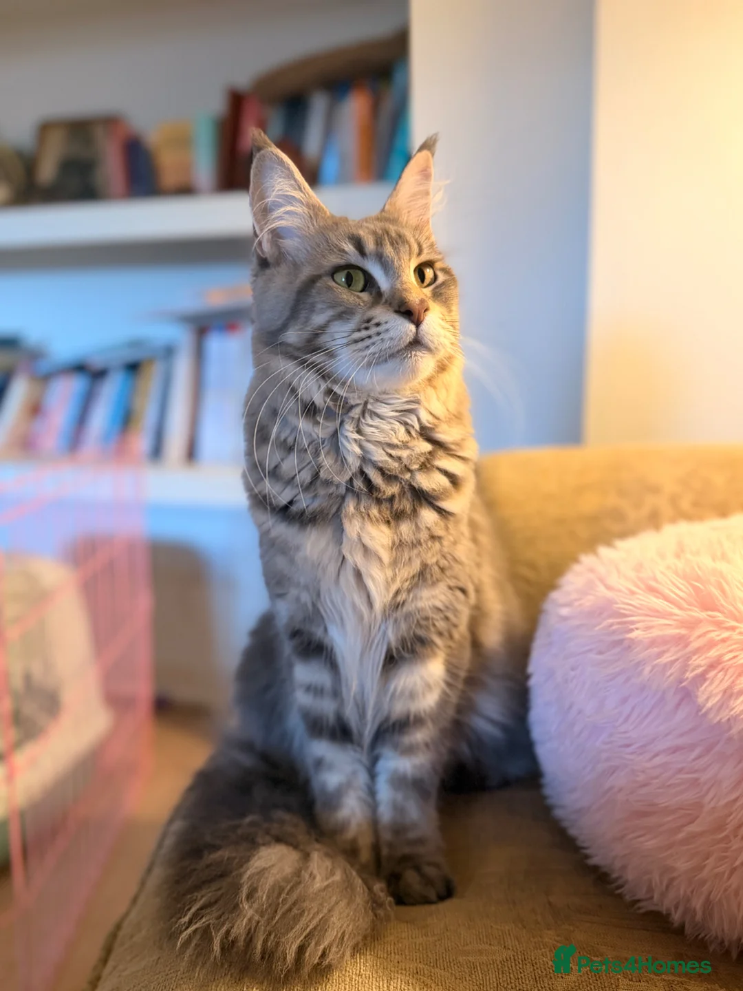 Maine Coon cats for sale: Female Maine coon *ACTIVE* - Advert 1