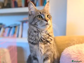 Maine Coon cats Female Maine coon *ACTIVE* - Advert 5