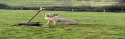 Labrador Retriever dogs for sale: LABRADOR PUPPIES FOR SALE  - Advert 2