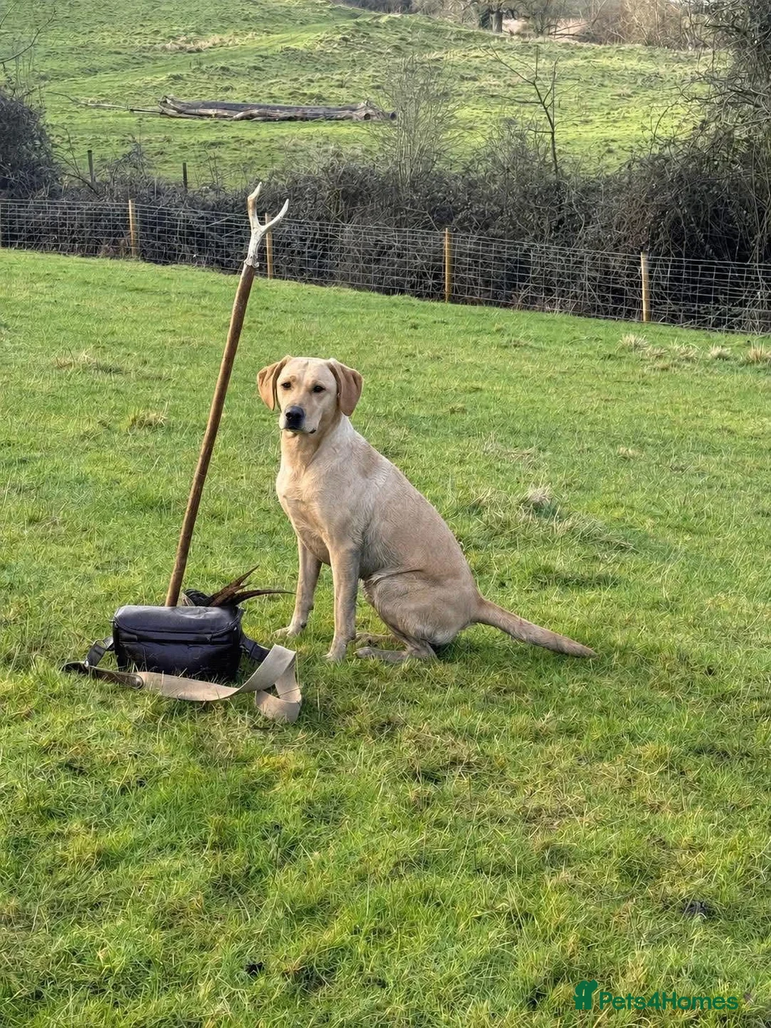 Labrador Retriever dogs for sale: LABRADOR PUPPIES FOR SALE  - Advert 2