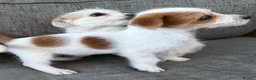 Mixed Breed dogs for sale: Jack Russel terriers  - Advert 8