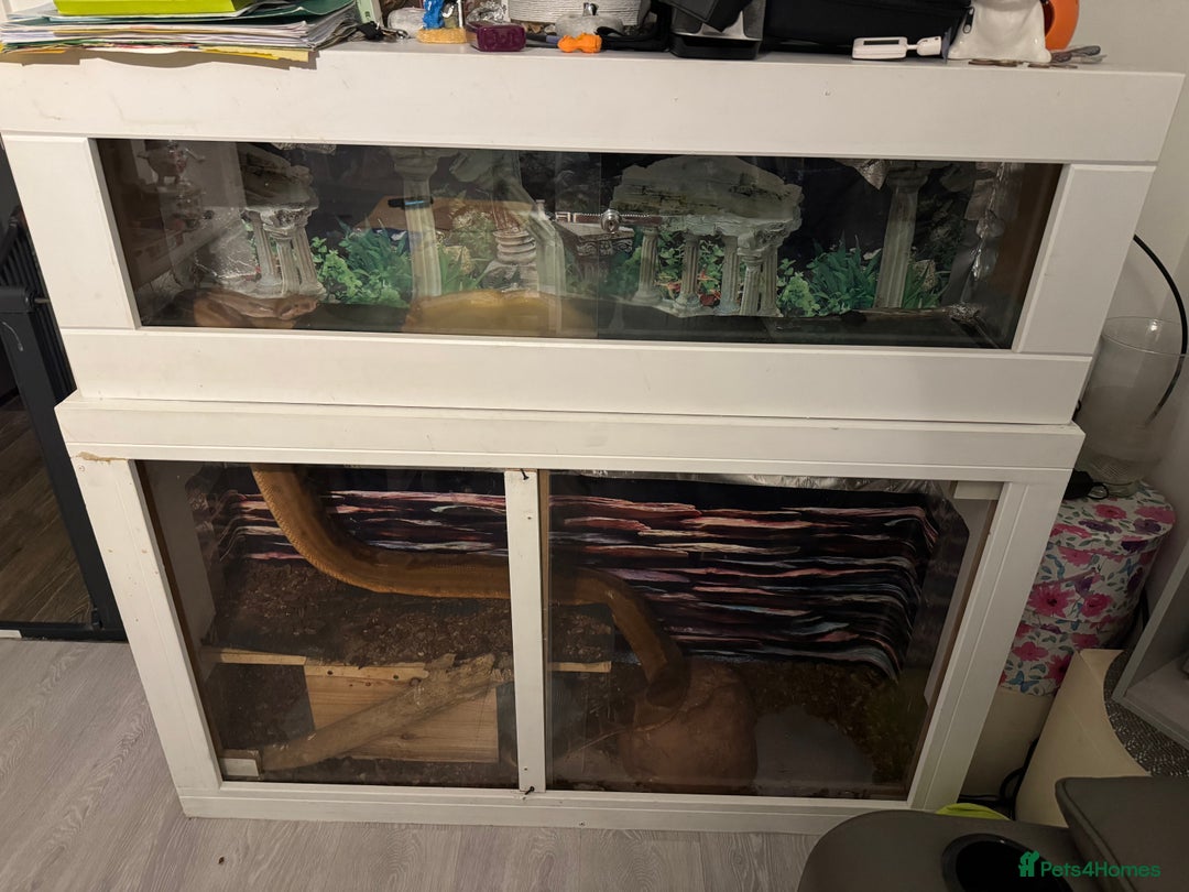 Boa Snake reptiles for sale: Boa Constrictor - Image 3