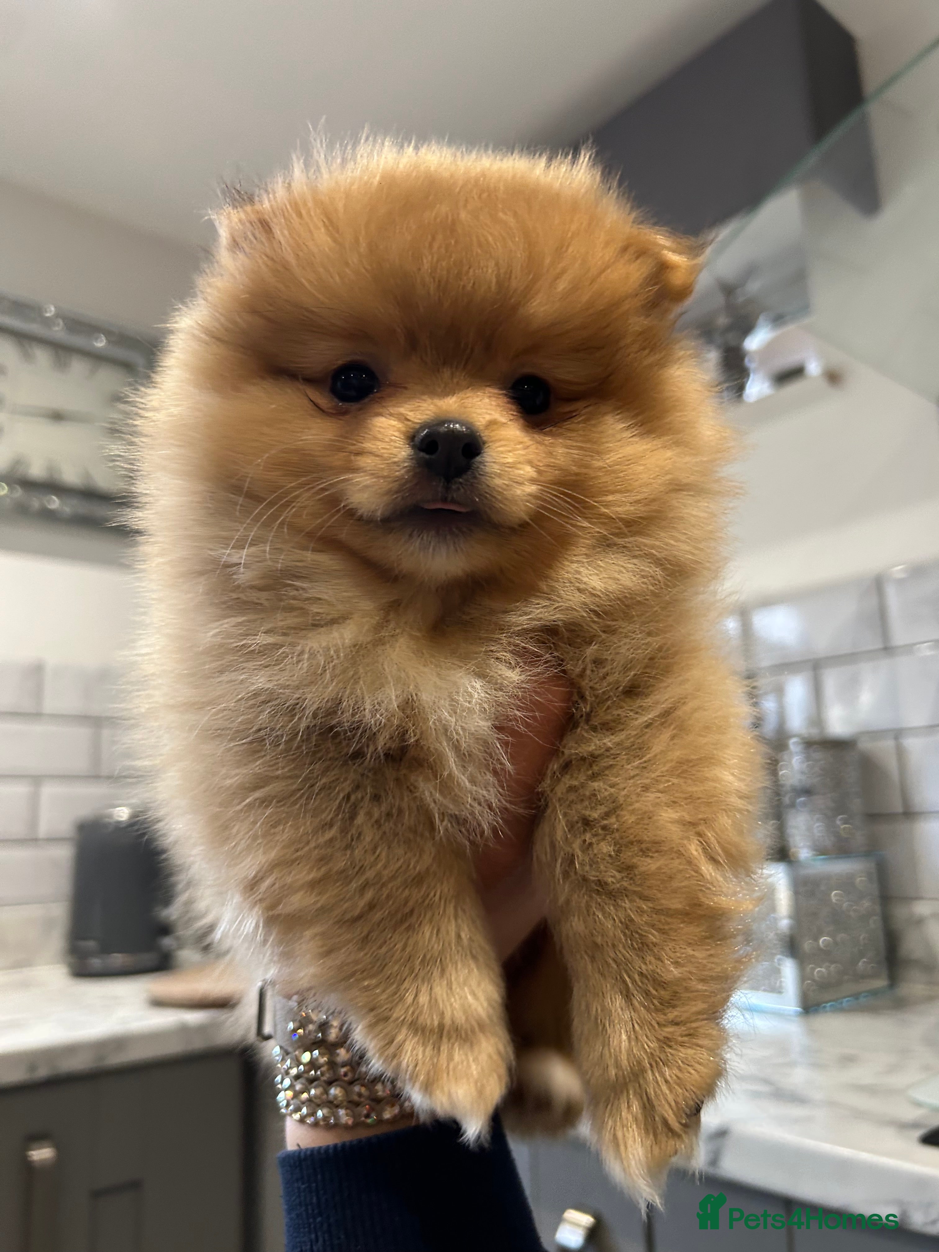 Pomeranian dogs Kc reg stunning pomeranian puppies  - Advert 14