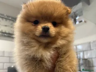 Pomeranian dogs Kc reg stunning pomeranian puppies - Advert 14