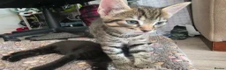 Mixed Breed cats for sale: 3 stunning boy kittens  - Advert 11