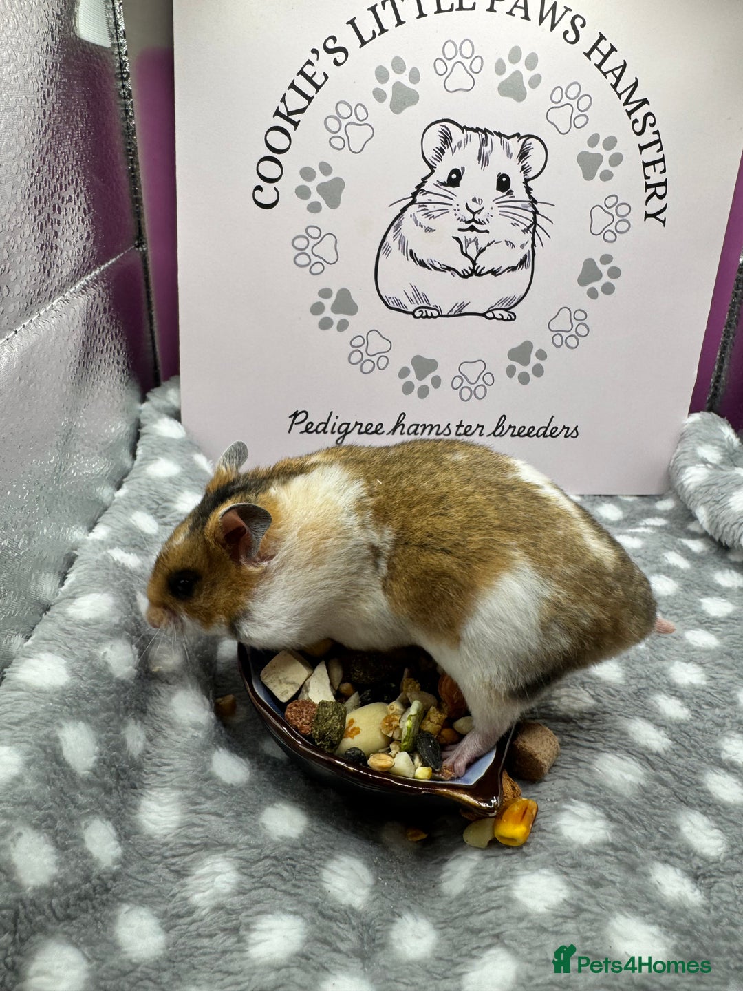 Hamster rodents for sale: Pedigree Syrian hamsters  - Advert 6