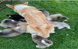 Welsh Corgi Pembroke dogs for sale: Champion Bloodline KC reg puppies - Image 2