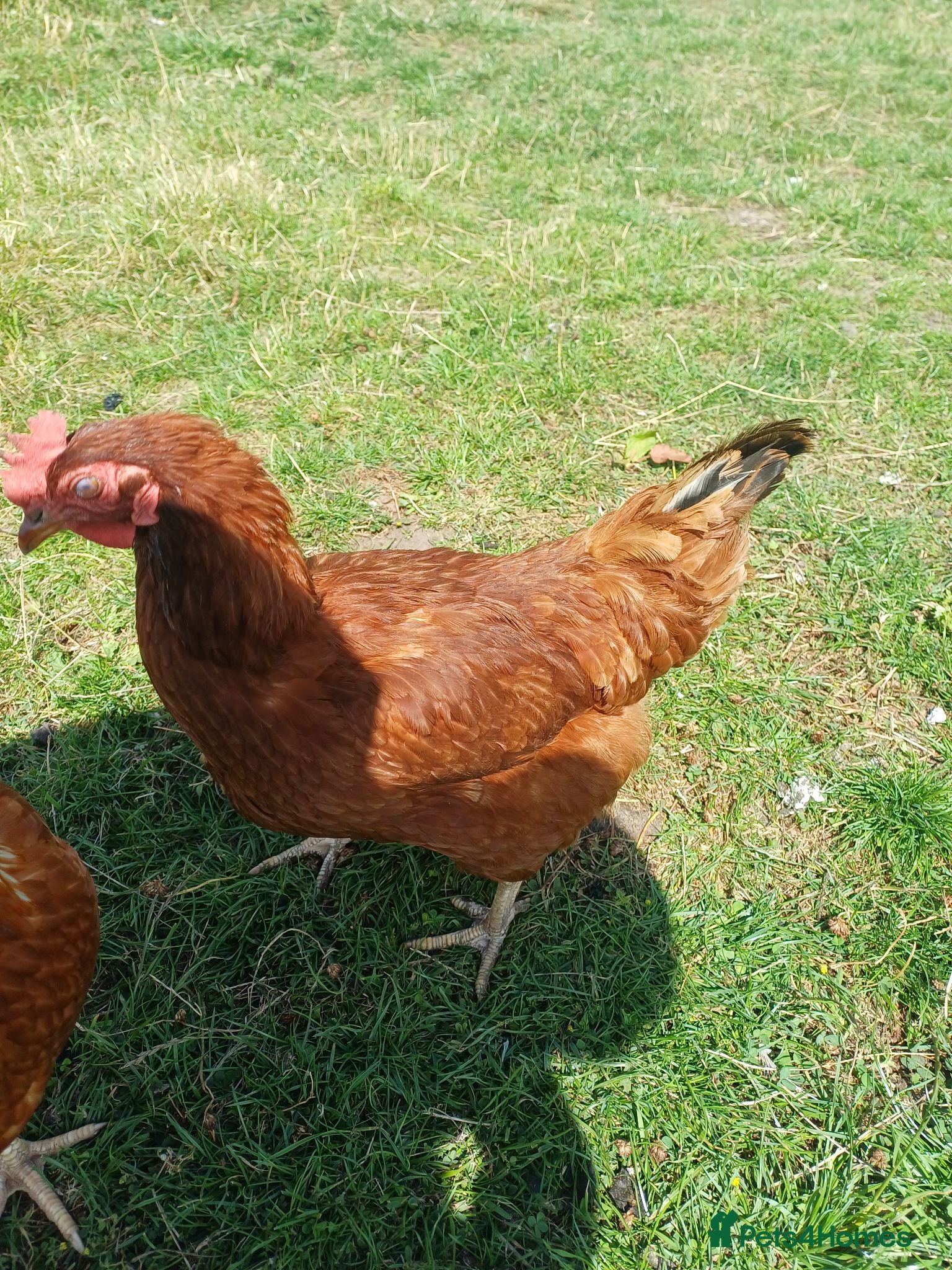 Chickens poultry Chickens for sale - Advert 8