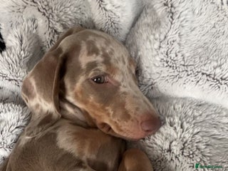 Miniature Dachshund dogs Beautiful miniature dashounds - Advert 8